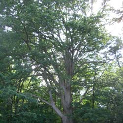 Oak, Chinquapin